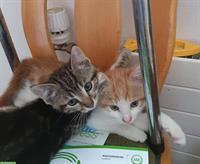 Junges Katerchen rotweiss geimpft