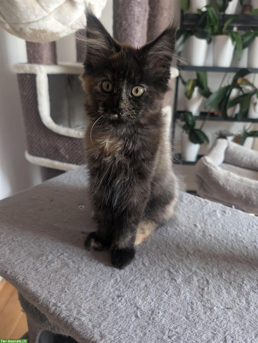 Aufgestelltes Maine Coon Mädchen sucht noch ein Zuhause
