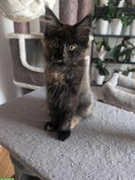 Aufgestelltes Maine Coon Mädchen sucht noch ein Zuhause