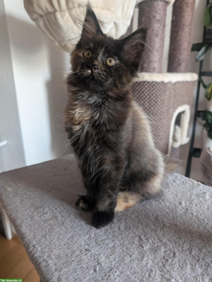 Bild 2: Aufgestelltes Maine Coon Mädchen sucht noch ein Zuhause