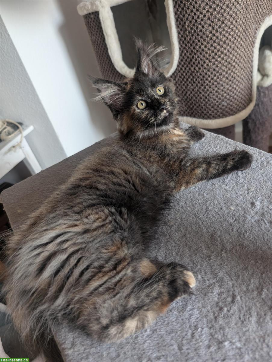 Bild 3: Aufgestelltes Maine Coon Mädchen sucht noch ein Zuhause