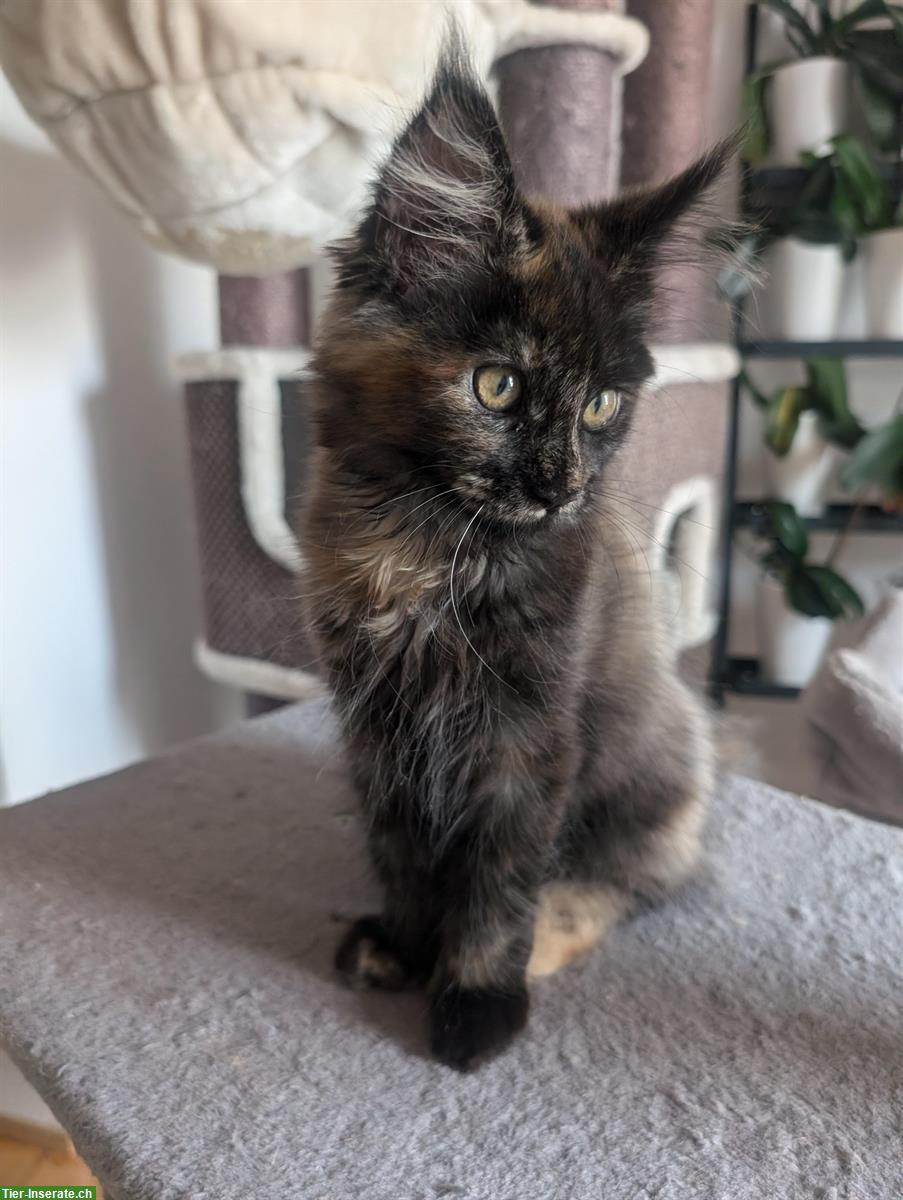 Bild 4: Aufgestelltes Maine Coon Mädchen sucht noch ein Zuhause