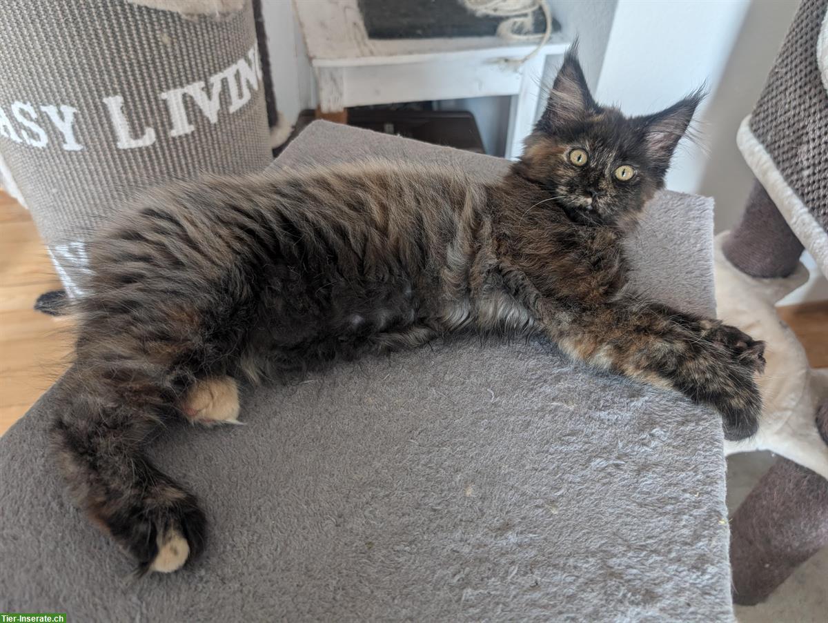 Bild 5: Aufgestelltes Maine Coon Mädchen sucht noch ein Zuhause