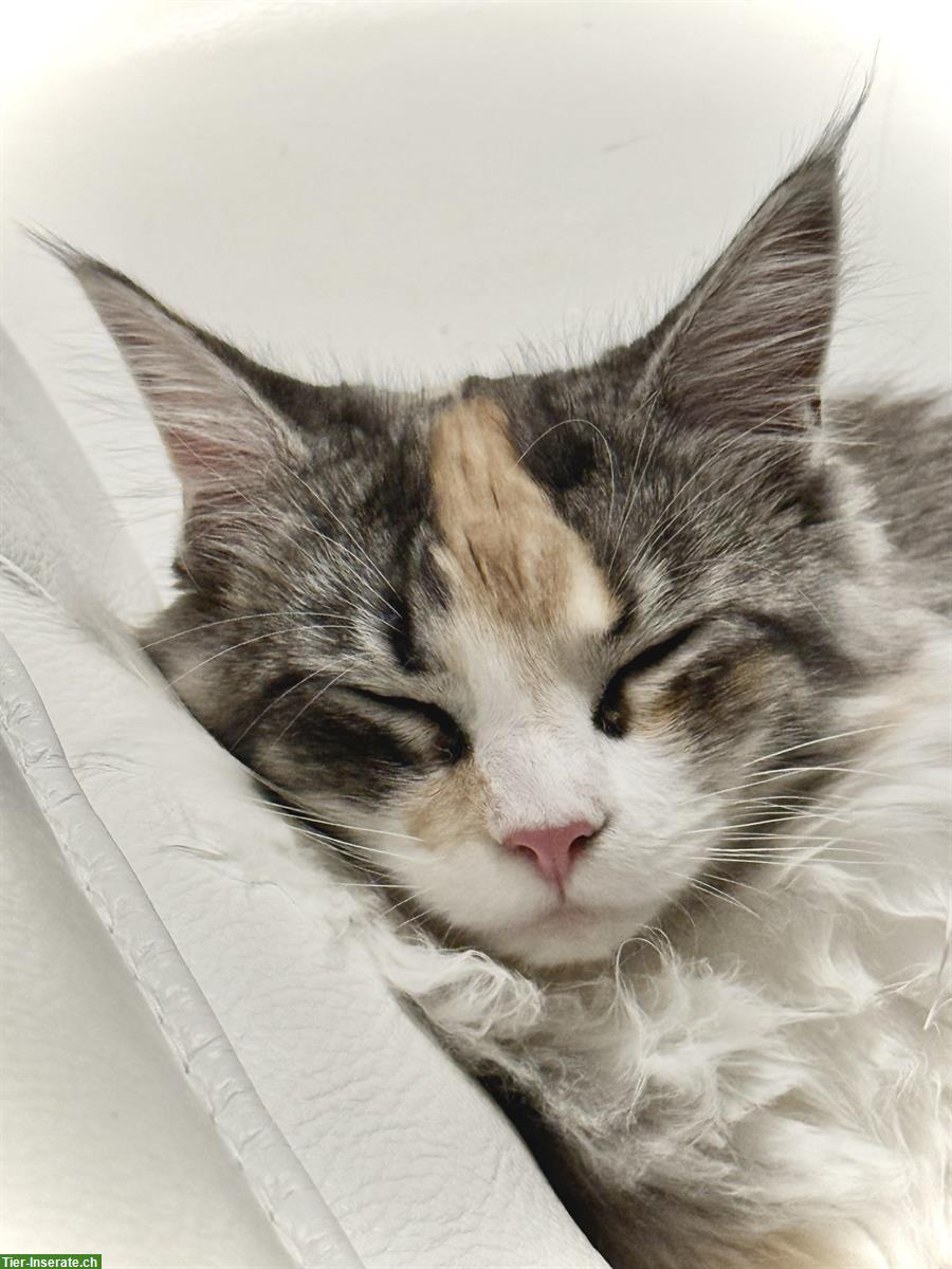 Bild 2: Einmaliges Maine Coon Katzen Trio sucht ein Zuhause