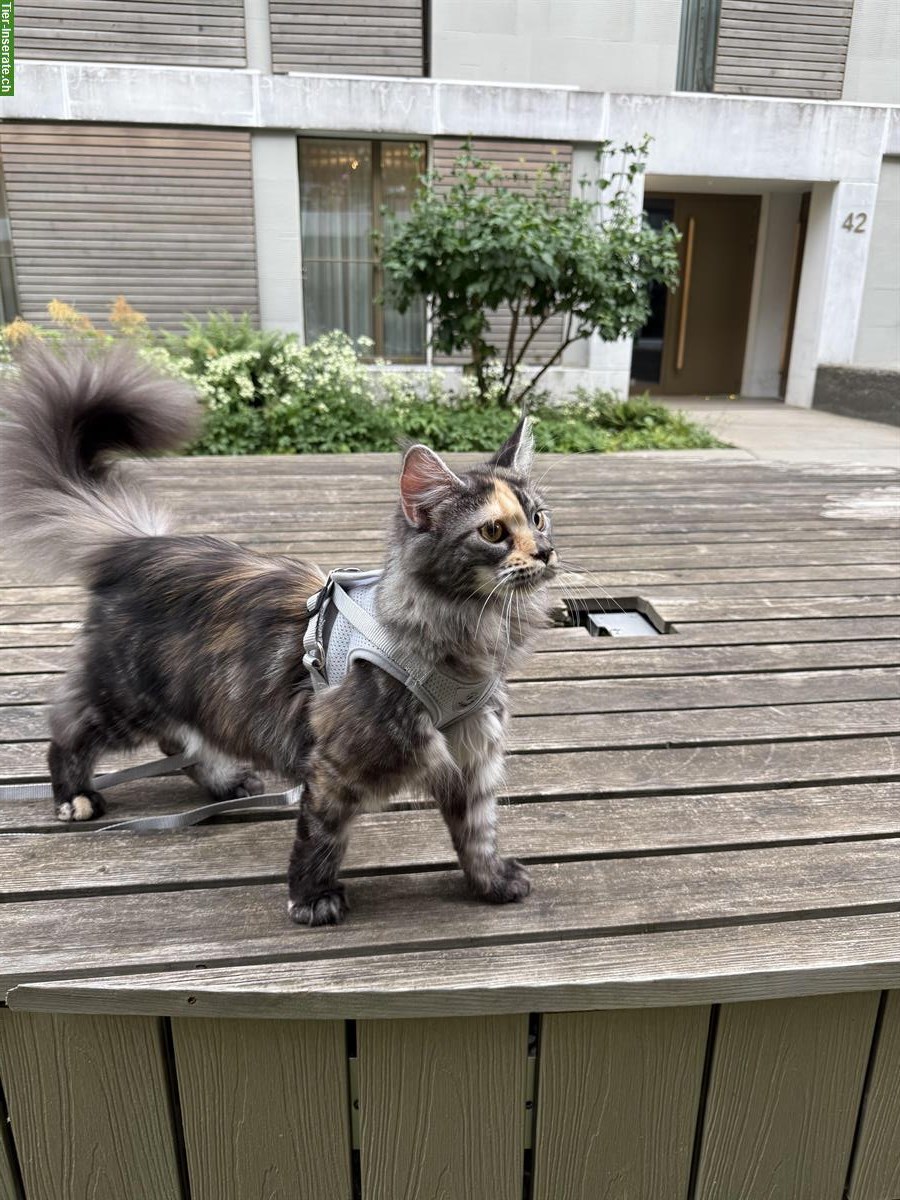 Bild 3: Einmaliges Maine Coon Katzen Trio sucht ein Zuhause