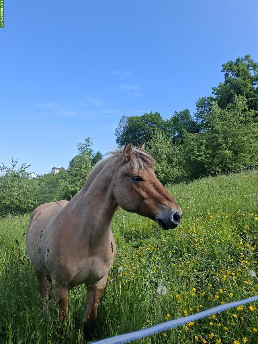 Pflege-/Reitbeteiligung für meinen Fjordwallach, Kanton Luzern