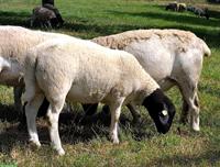 Dorper - Jungwidder zu verkaufen