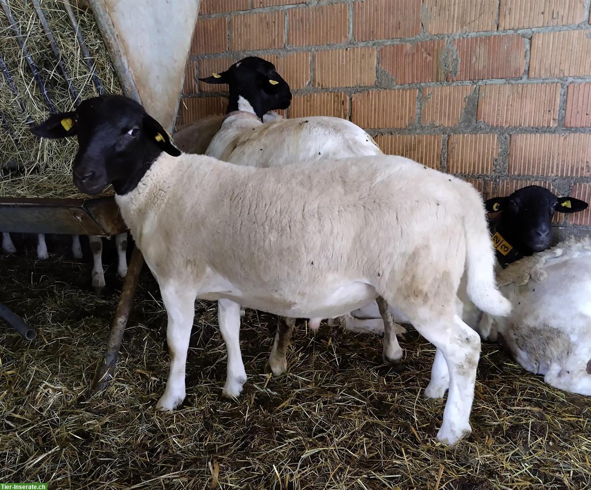 Bild 2: Dorper - Jungwidder zu verkaufen