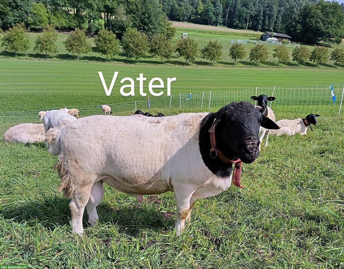 Bild 3: Dorper - Jungwidder zu verkaufen