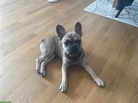 Französische Bulldogge Rüde zu verkaufen