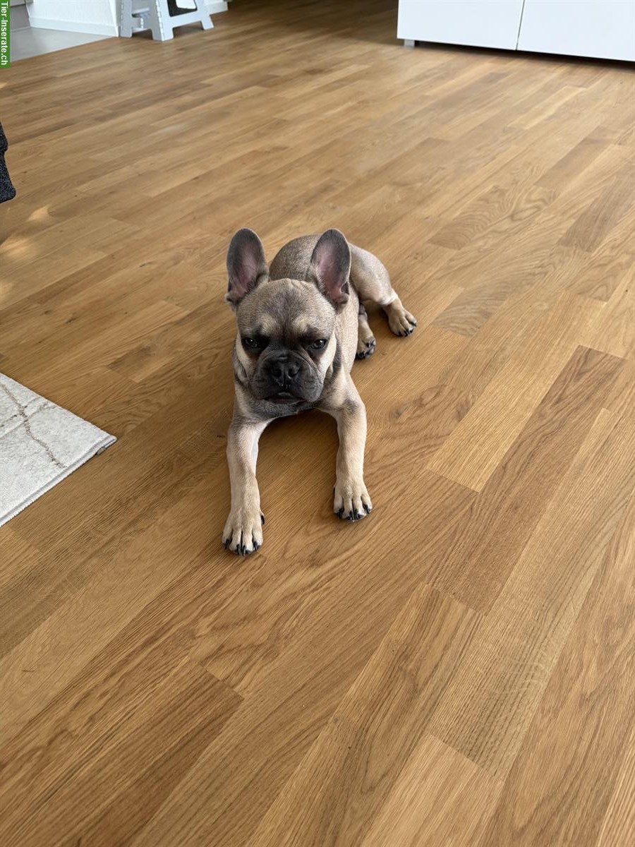 Bild 2: Französische Bulldogge Rüde zu verkaufen