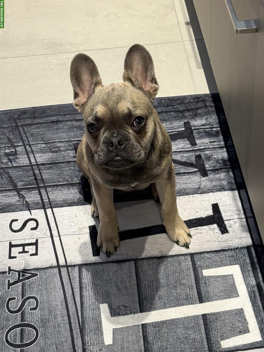 Bild 4: Französische Bulldogge Rüde zu verkaufen