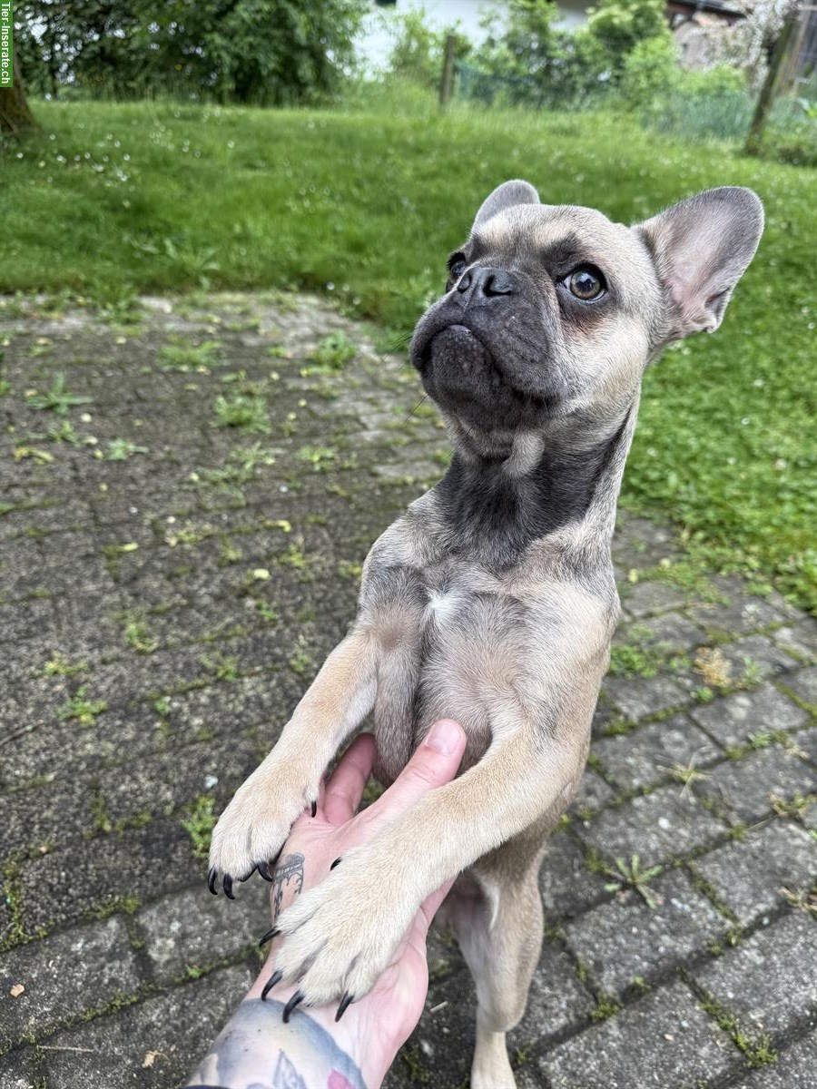 Bild 5: Französische Bulldogge Rüde zu verkaufen