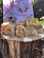 Mini-Lop Zwergwidder Zwergkaninchen zu verkaufen