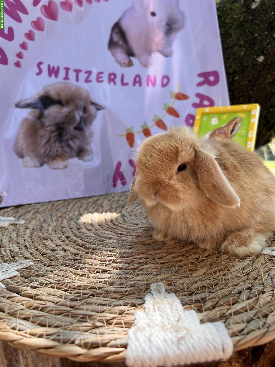 Bild 2: Mini-Lop Zwergwidder Zwergkaninchen zu verkaufen