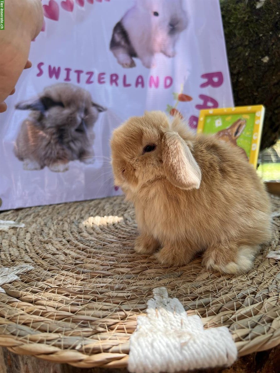 Bild 3: Mini-Lop Zwergwidder Zwergkaninchen zu verkaufen