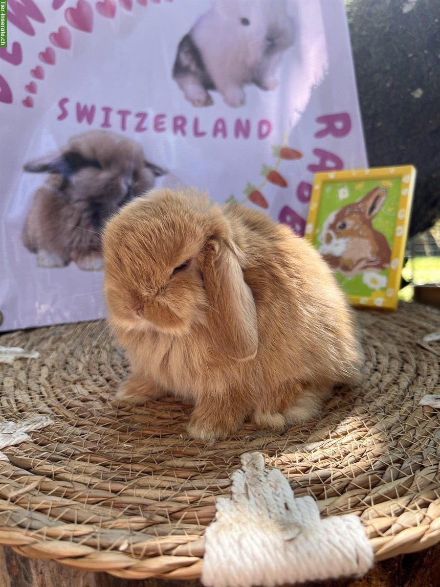 Bild 4: Mini-Lop Zwergwidder Zwergkaninchen zu verkaufen