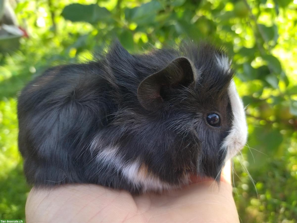 Junge Meerschweinchen Männchen