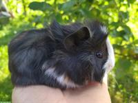 Junge Meerschweinchen Männchen