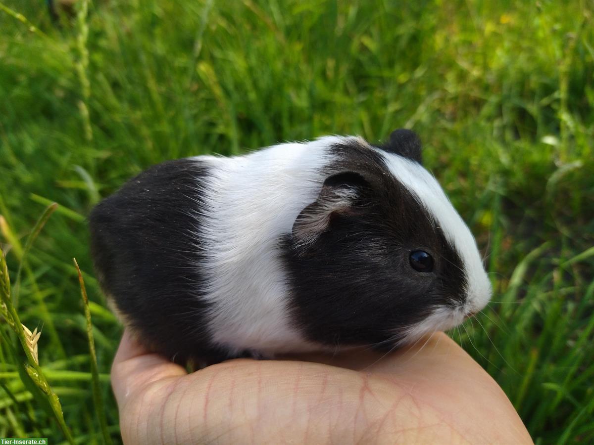 Bild 2: Junge Meerschweinchen Männchen