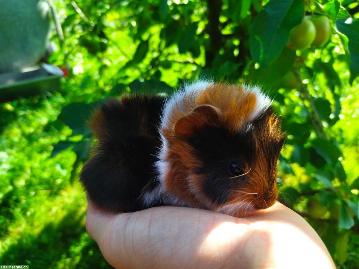 Bild 3: Junge Meerschweinchen Männchen
