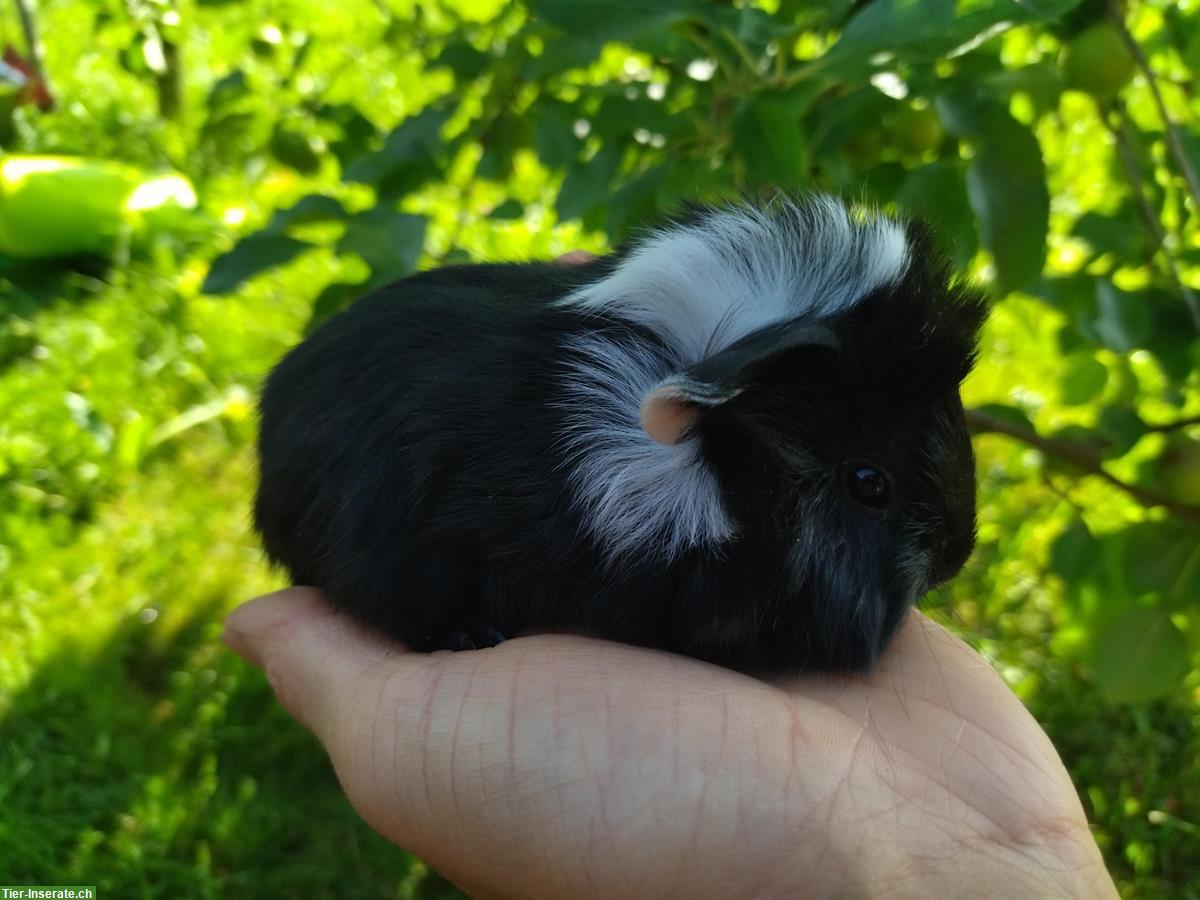 Bild 5: Junge Meerschweinchen Männchen