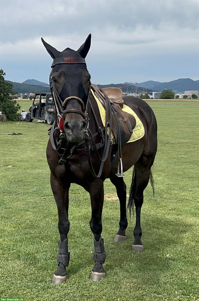 Dunkelbrauner Wallach, argentinisches Polopferd, Jg 2009