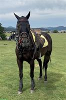 Dunkelbrauner Wallach, argentinisches Polopferd, Jg 2009