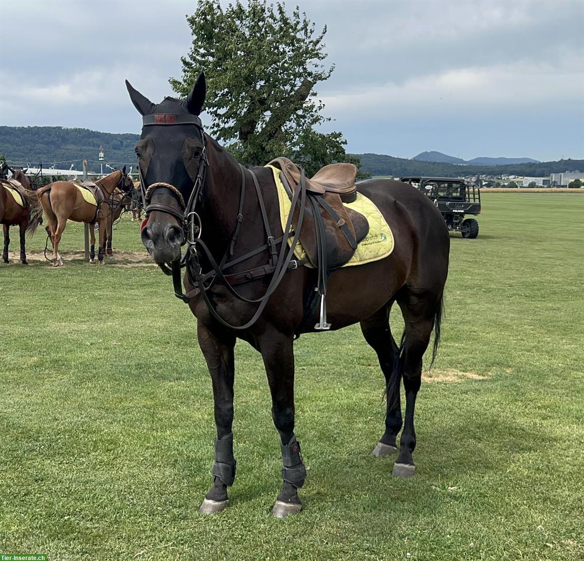 Bild 3: Dunkelbrauner Wallach, argentinisches Polopferd, Jg 2009