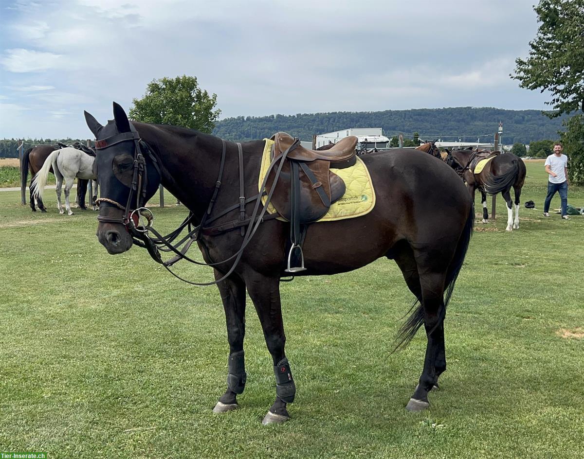 Bild 4: Dunkelbrauner Wallach, argentinisches Polopferd, Jg 2009