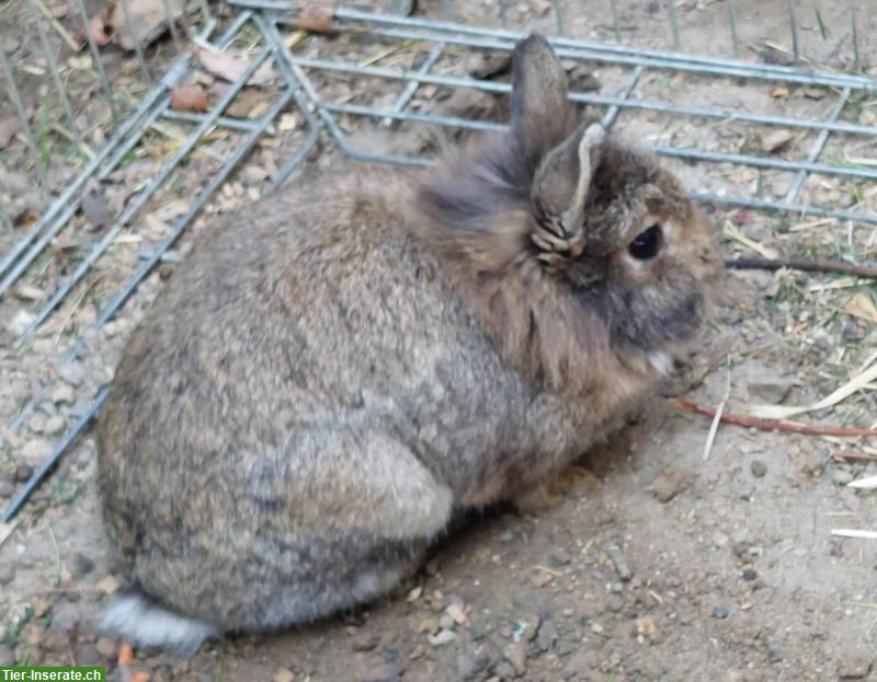 Bild 4: 3-jähriges Zwergkaninchen Damen-Pärchen zu haben