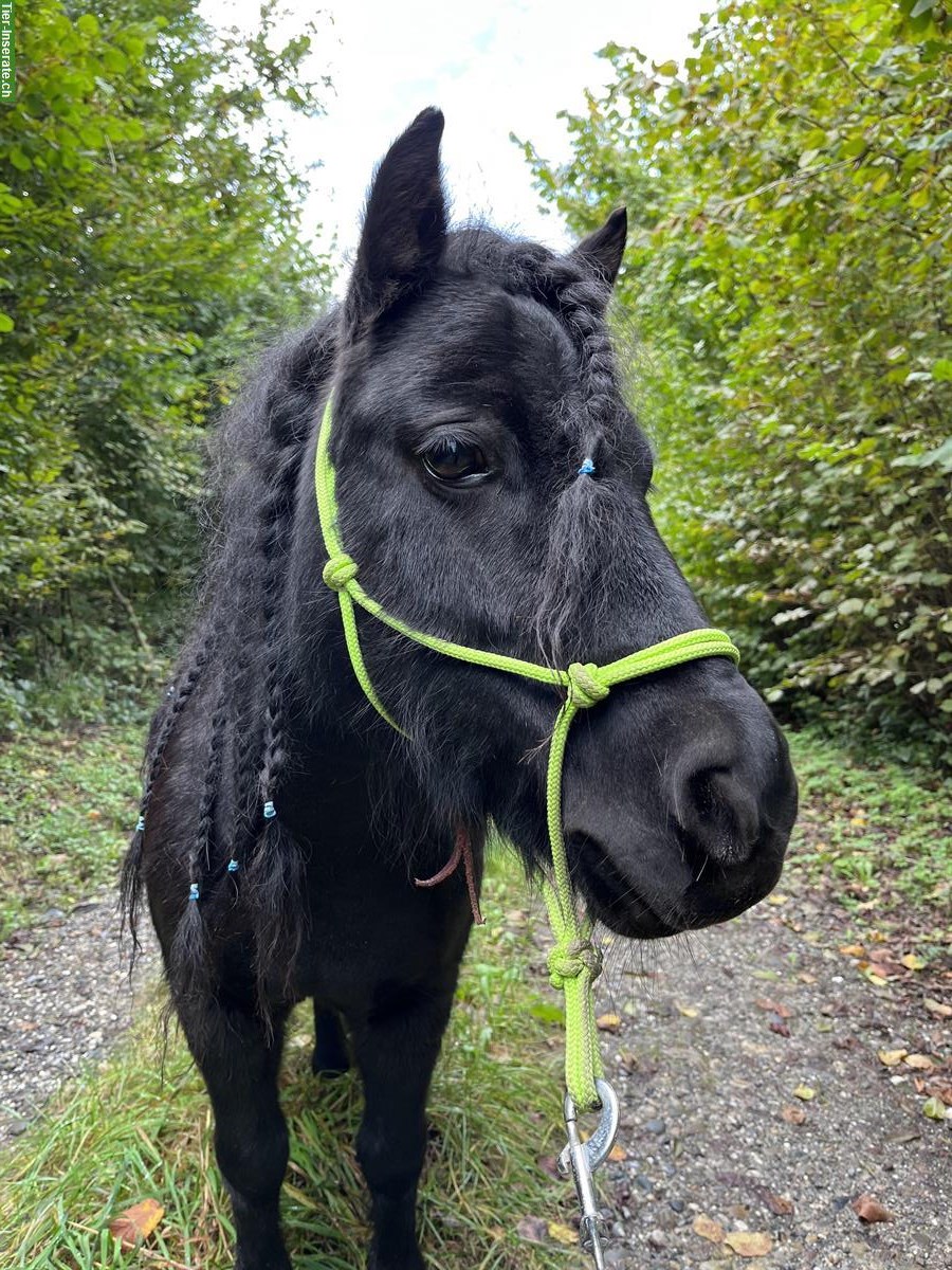 Shetty Stute, Kinderpony, ca. 1m gross