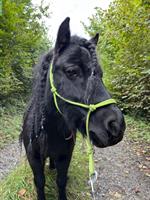 Shetty Stute, Kinderpony, ca. 1m gross