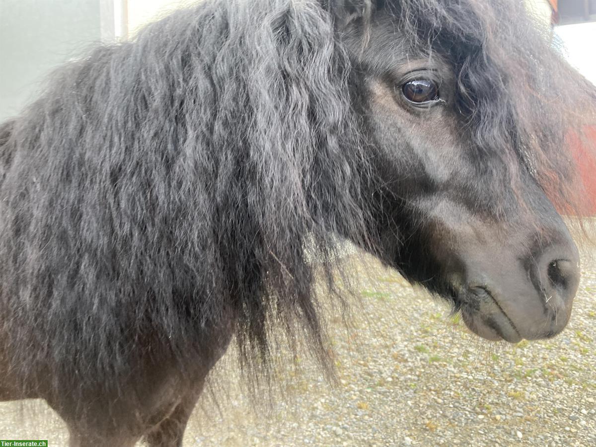 Bild 2: Shetty Stute, Kinderpony, ca. 1m gross