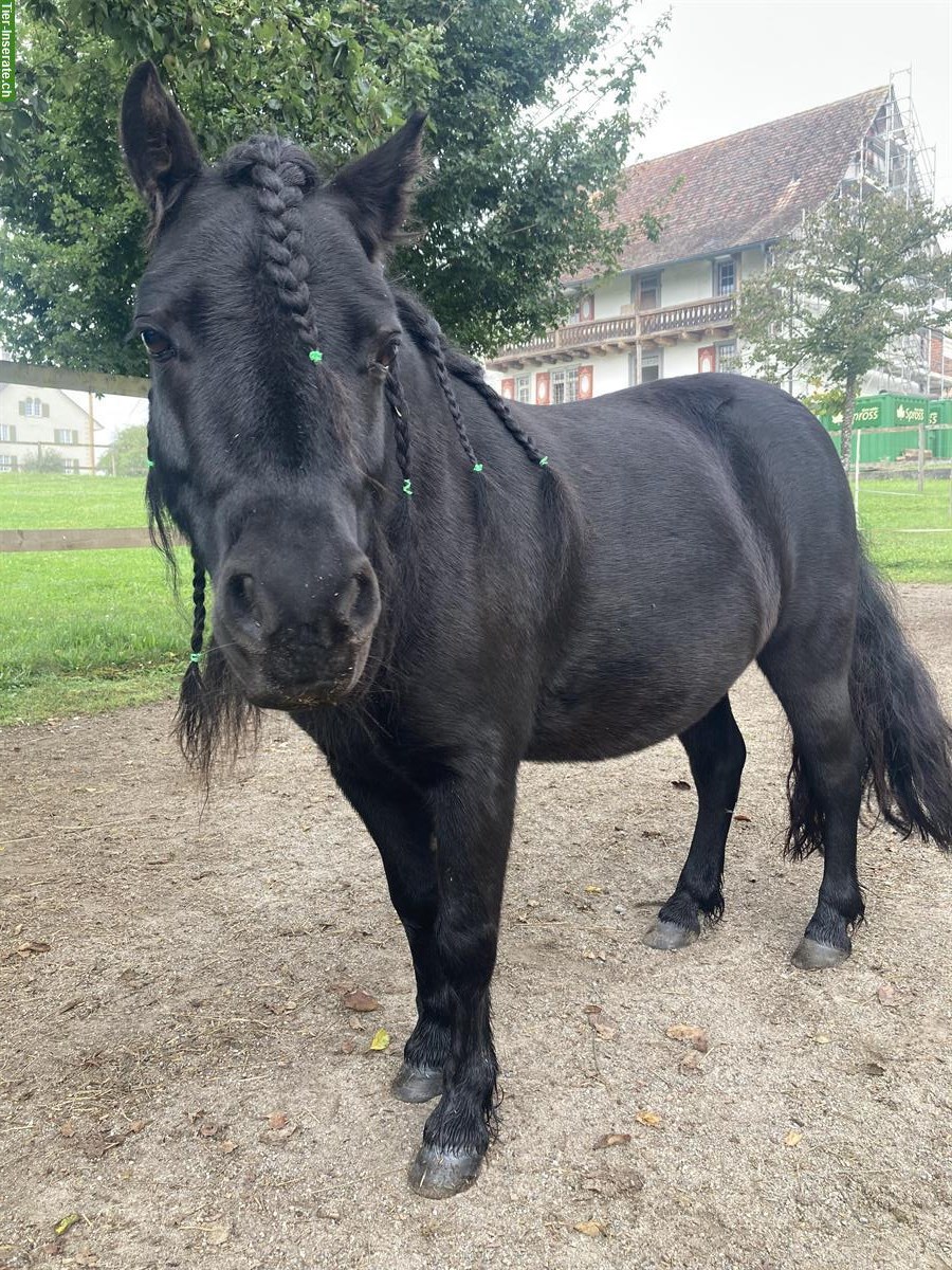 Bild 3: Shetty Stute, Kinderpony, ca. 1m gross