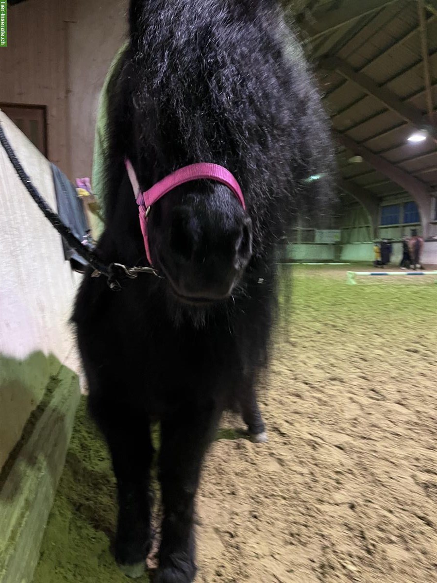 Bild 5: Shetty Stute, Kinderpony, ca. 1m gross