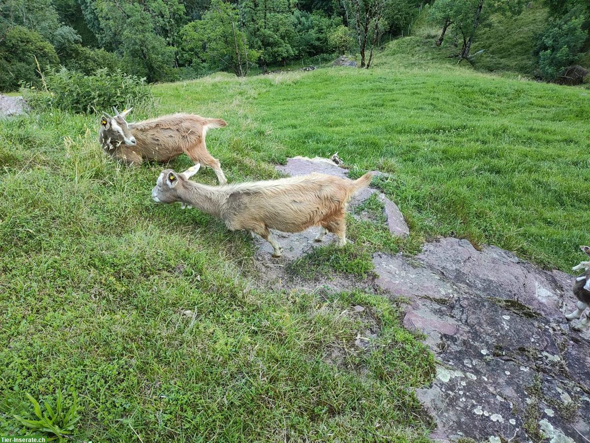 Bild 3: Toggenburger Gitzi, männlich & weiblich