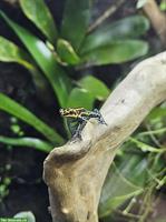 Ranitomeya Imitator Yurimaguas, Baumsteigerfrösche NZ