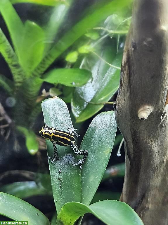 Bild 2: Ranitomeya Imitator Yurimaguas, Baumsteigerfrösche NZ