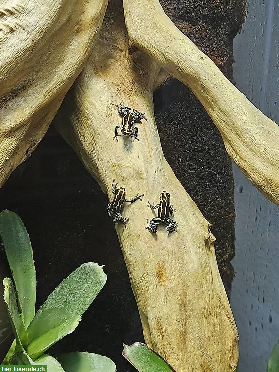 Bild 4: Ranitomeya Imitator Yurimaguas, Baumsteigerfrösche NZ