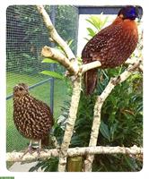Temminck Tragopan (Fasane) zu verkaufen