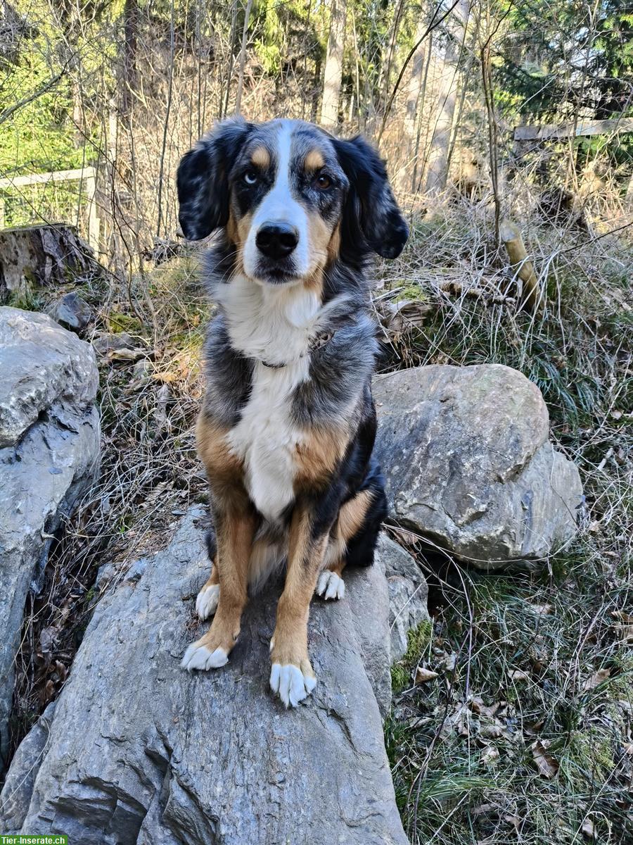 Kaya, eine Berner Sennenhund mix Hündin