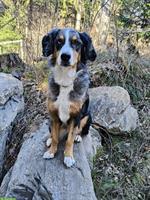 Kaya, eine Berner Sennenhund mix Hündin