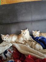 Maine Coon Mix Kitten suchen ein liebes Zuhause