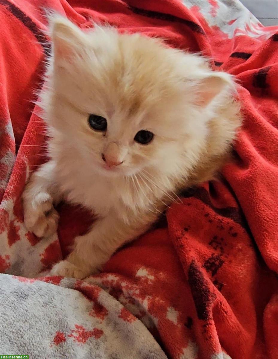 Bild 2: Maine Coon Mix Kitten suchen ein liebes Zuhause