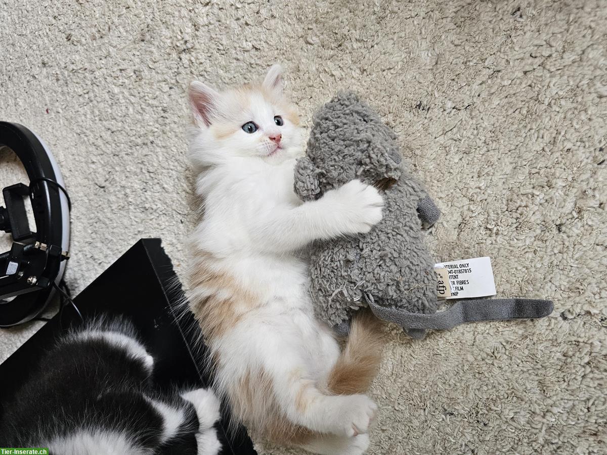 Bild 3: Maine Coon Mix Kitten suchen ein liebes Zuhause