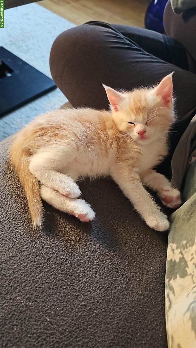 Bild 4: Maine Coon Mix Kitten suchen ein liebes Zuhause