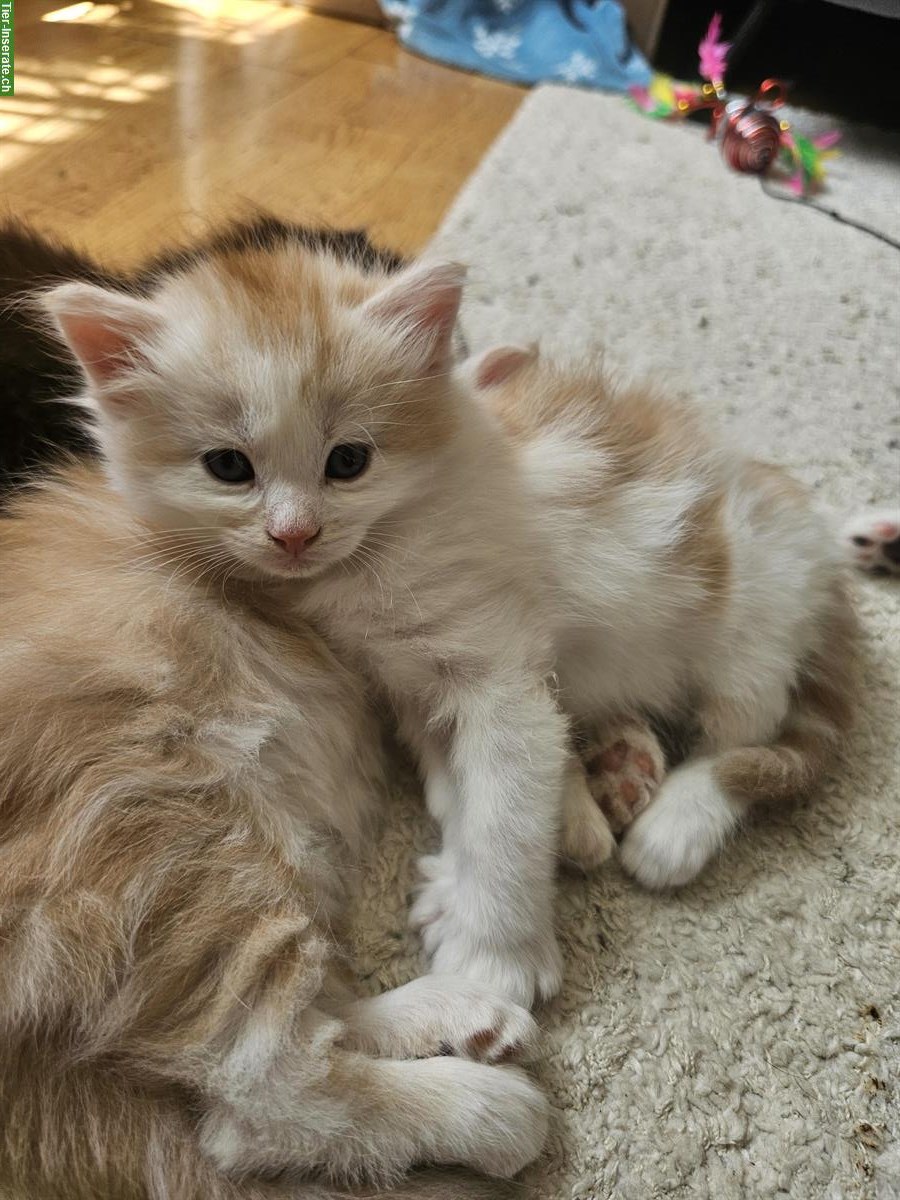 Bild 5: Maine Coon Mix Kitten suchen ein liebes Zuhause