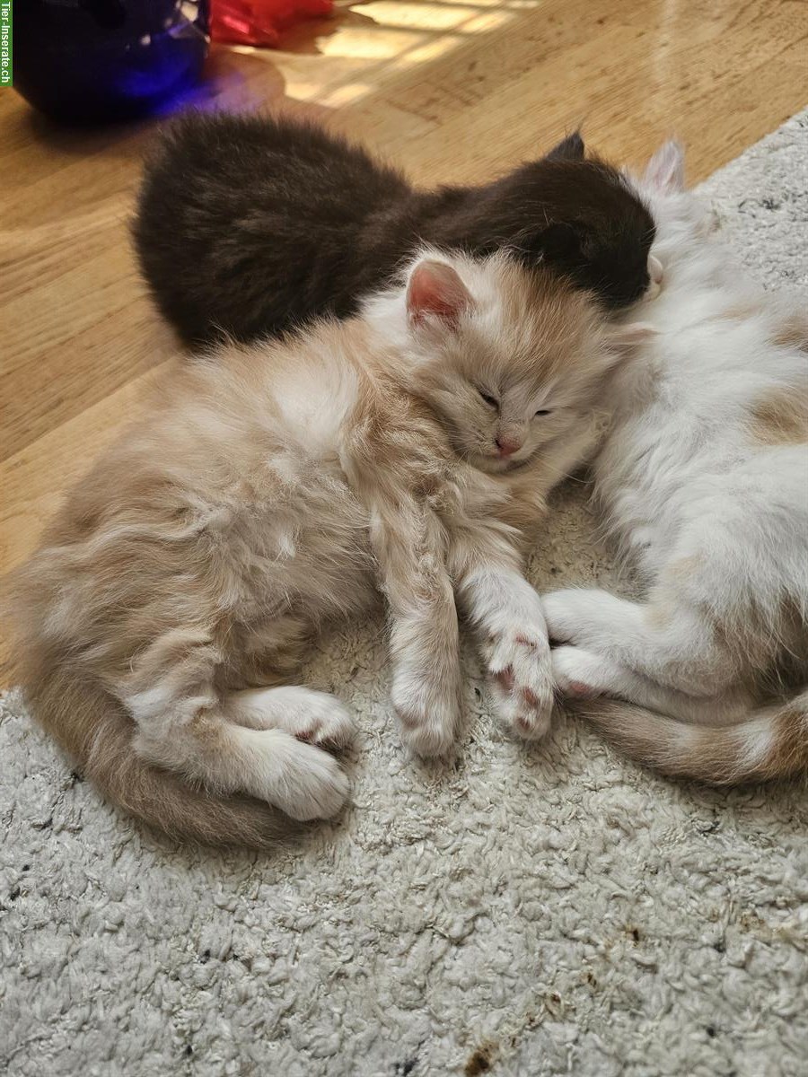 Bild 6: Maine Coon Mix Kitten suchen ein liebes Zuhause