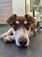 Australian Shepherd Mix Hündin sucht dringend ein Zuhause